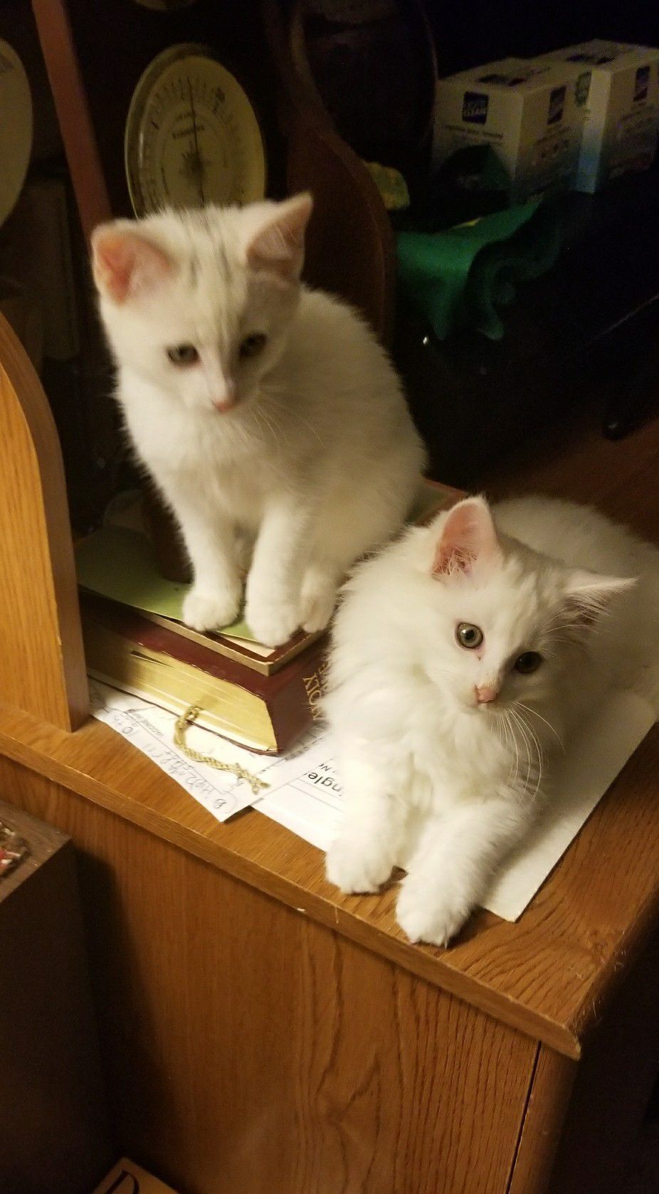The Times Cutest Pets of Winter 2018